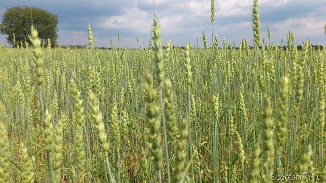 Зелёная пшеница